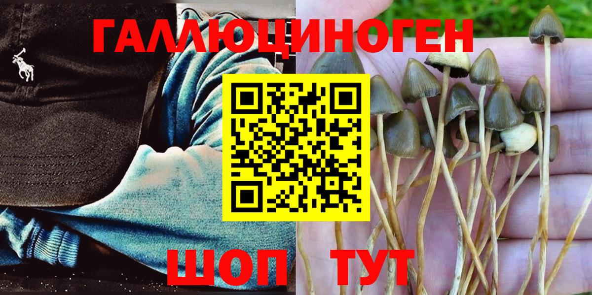 Псилоцибиновые грибы Psilocybe Рославль